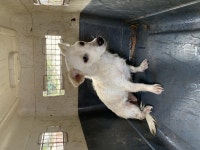 전남 해남 현산면사무소에서 강아지 발견 보호