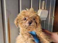 경기 광명 광명7동에서 강아지 발견 보호