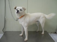 경기 가평 청평에서 강아지 발견 보호