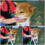 경기 남양주 별내동에서 강아지 발견 보호