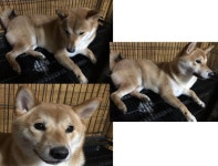 부산 연제 연제로에서  시바 발견 보호