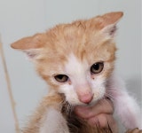 대구 남구 봉덕로에서  한국 고양이 발견 보호