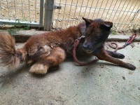 충북 충주 단월동에서 강아지 발견 보호