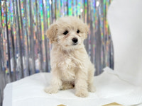 경북 포항시 남구 상대초 인근 마트에서 푸들 발견 보호