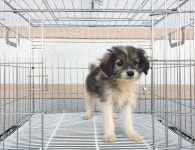 경기 이천 율면에서 강아지 발견 보호