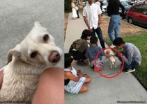 사람들 관심받고 싶어 길 잃은 척 연기하는 강아지..사실은 집 앞인댕