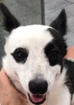 전북 전주 평화주공1단지에서 검흰색 강아지 발견 보호