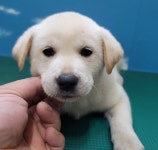 충남 아산 영인면에서 강아지 발견 보호