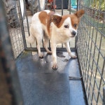 충남 서천 장항읍 장천로에서 강아지 발견 보호