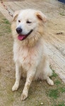 경기 파주 봉서리에서  풍산견 발견 보호