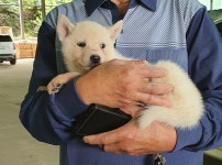 전북 정읍 태인초  뒤편에서 강아지 발견 보호