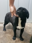 경기 평택 고덕북로에서 강아지 발견 보호
