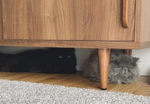 동물병원 진찰대서 졸은 강심장 고양이..`강심장에 슬픈 사연이`
