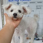 경북 경주 소금강로61번길에서 강아지 발견 보호