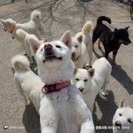 [동물사랑 사진공모전] 장려상 아이러니