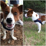 경기 평택 현화리에서 강아지 발견 보호