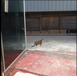 이삿날 낙오하고 주인 오기만 기다린 고양이..주인 목소리 들려주자 야옹