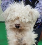 대구 동구 율하동로에서  말티즈 발견 보호