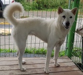 충남 아산 용화동에서 강아지 발견 보호