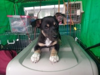 전남 여수 소라에서 강아지 발견 보호