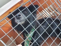 충남 예산 대술면에서 강아지 발견 보호