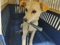 경기 광주시 곤지암읍 만선리에서 강아지 발견 보호