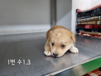 경기 고양 오금동에서 강아지 발견 보호