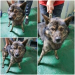 경기 남양주 진접읍에서 강아지 발견 보호