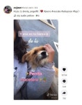 몸 아프자 가게 들어와 도움 청한 강아지. 폭풍 애교로 입양까지 성공