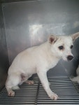 충남 태안 송암로에서 강아지 발견 보호