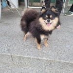 충북 청주 남일면에서  포메라니안 발견 보호