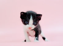 경북 포항시 남구 송도동에서 검흰색 새끼 고양이 발견 보호