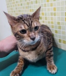 충남 아산 아산역에서  한국 고양이 발견 보호