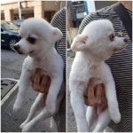 경기 평택 송일로에서  포메라니안 발견 보호
