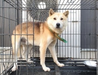 경기 여주 점동면에서  풍산견 발견 보호