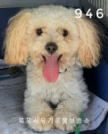 전남 목포 예향병원 부근에서 강아지 발견 보호
