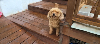 강원 강릉 사천에서  푸들 발견 보호