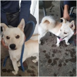 경기 평택 신궁1길에서 강아지 발견 보호