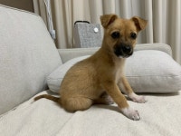 광주 남구에서 강아지 발견 보호