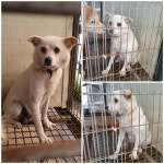경기 화성 봉담읍에서 강아지 발견 보호