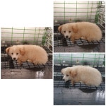 경기 화성 봉담읍에서 강아지 발견 보호