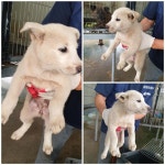 경기 화성 향남읍에서 강아지 발견 보호