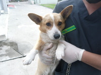 제주 제주시 용강동 월평목장 인근에서 웰시 코기 발견 보호