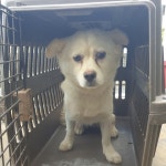 충남 서천 마서면에서 강아지 발견 보호..금강로 유기