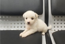전북 남원 덕과면에서 강아지 발견 보호