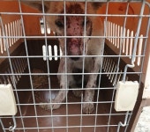 울산 남구 한전본부에서 강아지 발견 보호