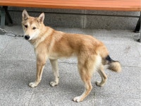 경기 수원 권선구 오목천동에서 연갈색 강아지 발견 보호