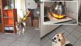 강아지가 TV 보는 주인 향해 헐레벌떡 달려온 이유..물이 끓고 있댕!