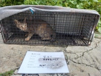 충남 논산 연무읍에서  페르시안 발견 보호