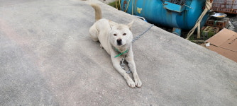 강원 강릉 난곡동에서 진돗개 발견 보호